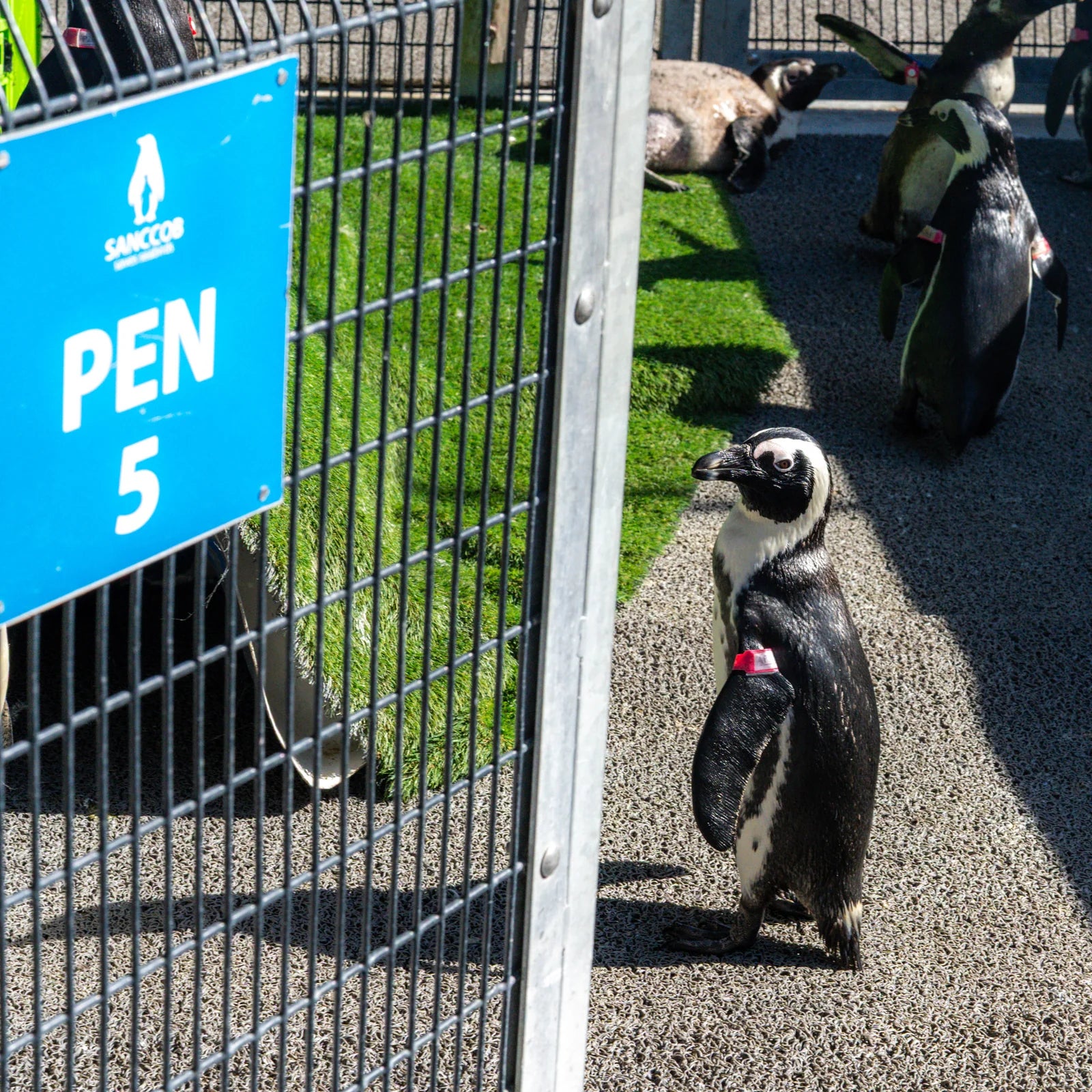 Save the Penguins Active Crew Socks