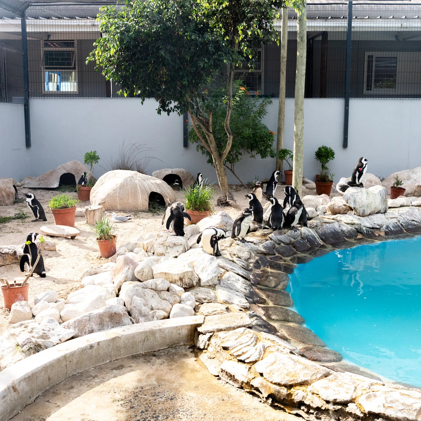 Save the Penguins Active Crew Socks