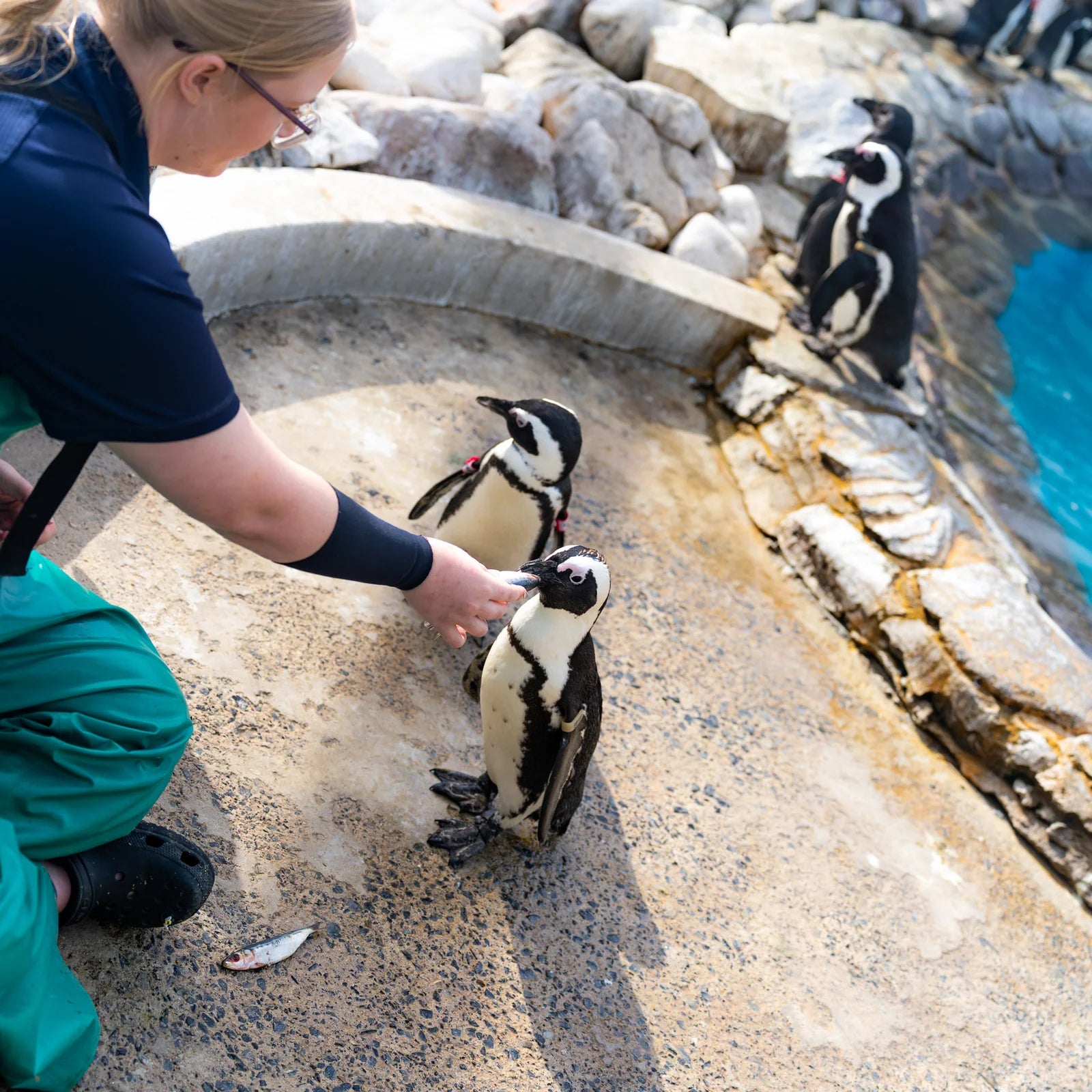 Save the Penguins Active Crew Socks