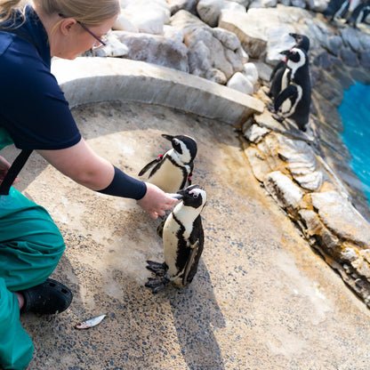 Save the Penguins Active Crew Socks