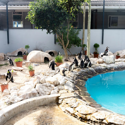 Save the Penguins Active Crew Socks