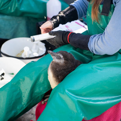 Save the Penguins Active Crew Socks